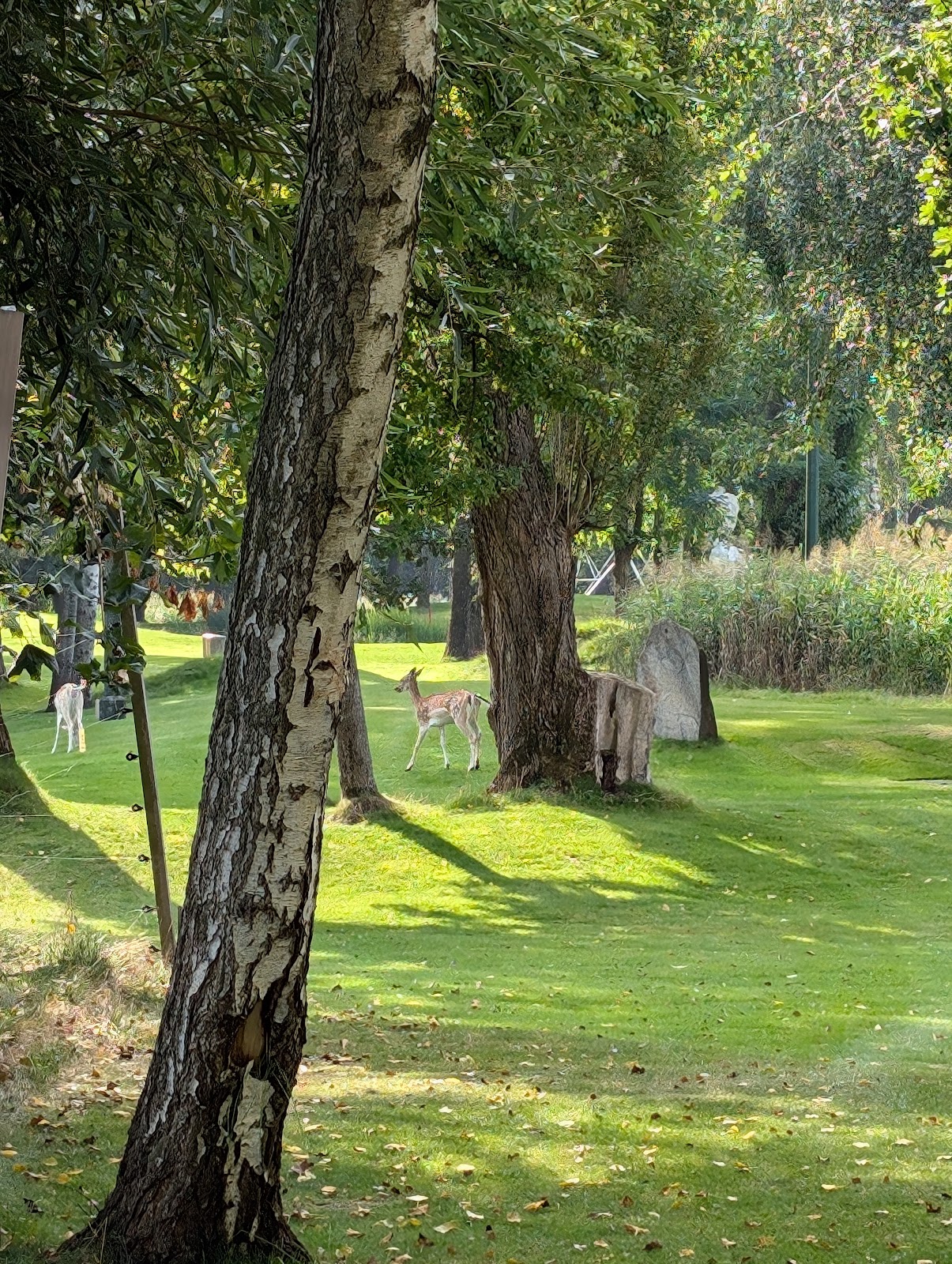 Teren kempingowy Golf Camp przy polu Arkadia - miejsce dla camperów i caravanów w otoczeniu zieleni, drzew i pola golfowego